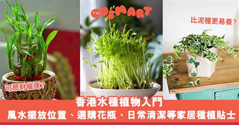 水種植物風水|零失敗：水種植物保養法